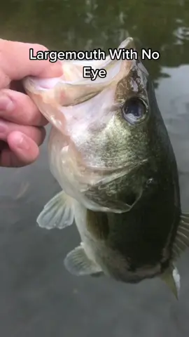 #fishy #fish #eye #animal #bass #bassfishing #fyp #fishing #viral #fishinglife #Lifestyle #animals