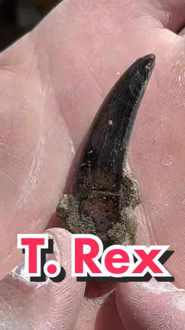 Juvenile Tyrannosaur teeth! And what appears to be an ornithomimid ischium #hellcreek #paleontology #tyrannosaurus #dinosaur #ornithomimidae