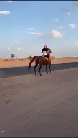 #خيل_عربي_اصيل #خيل #عرضه #القصيم #الرياض #الخيل_عشق #اكسبلور #ترند