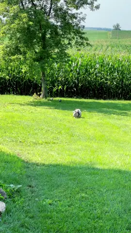 A little Friday Cuteness for you. 💕🐷 #tgif #minipigs #babies #farmtok #minipigsoftiktok #pegthepig #minipig #farmhouse #Summer #farm #country #pigs