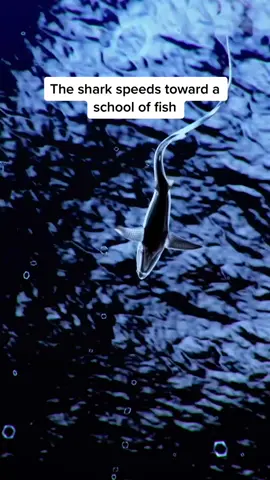 Thresher sharks have a unique talent. 👏🦈 #SharkWeek #sharks #LearnOnTikTok #TikTokPartner