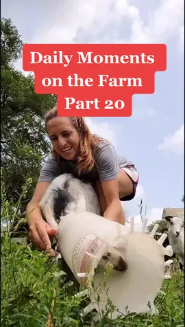 Daily Moments on the Farm Part 20: What It's Like Owning Goats #goatsoftiktok #goats #virgil #dayinmylifevlog #dayinmylife #farmtok #foryou #donkey