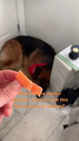 #fyp #germanshepherd #dog #salmon #viral