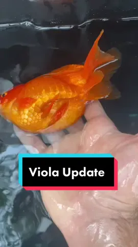 Reply to @warriorboo Viola Update: Good news and bad news. #fish #goldfish #aquarium