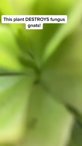 Houseplant hero #fungusgnats #plantsoftiktok #tiktokpartner #LearnOnTikTok #planttips
