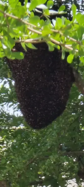 Bee... Bees... Bee Hives