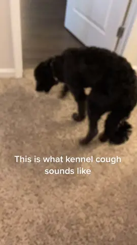 Pretty sure she got it from dog park! #fyp #foryoupage #kennelcough