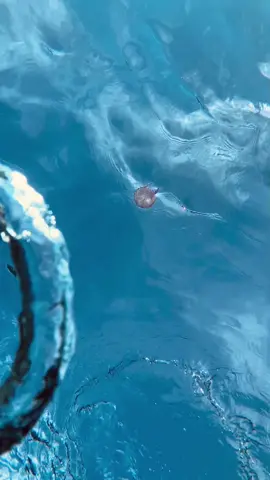 🌪 👋🏻 #jellyfish #bubblering #underwater