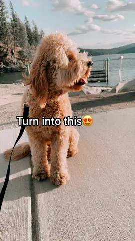everyone meet Bella🤍 #transition #fyp #foryou #trending #dogsoftikok #dogtok #beforeandafter
