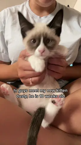 gizmo hates him. #kittens #catsoftiktok #babyfever #cats #kittensoftiktok #viral #nanny