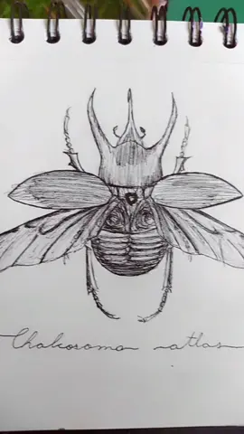 desenhando insetinhos #arte #artista #fypシ #fy #foryoupage #fypage #foryou  #insects #bug #insetos #besouro