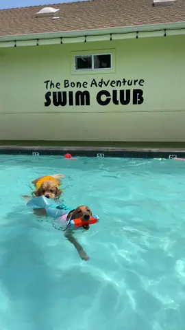 Work smarter, not harder. 😉 #sneakysneaky #dogsoftiktok #goldenretriever #dogswim #lol