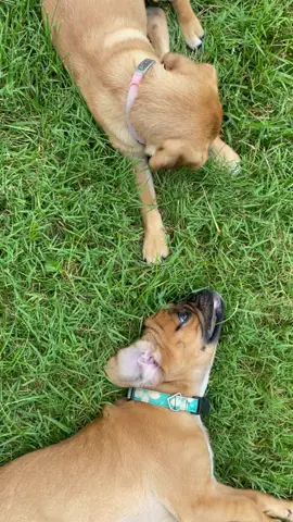 Puggles in the grass #pugglelife #pugglesoftiktok #puppylove