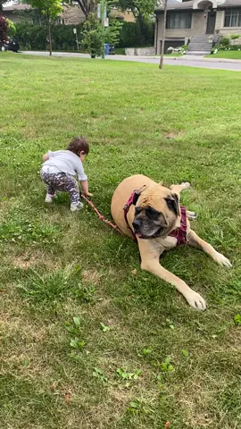 When the 23lb baby tries to move the 200lb dog #notmoving #dogs #funnydog #mastiff #doglife #doglove #dogtok