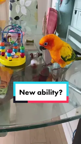 New ability unlocked 😮 #fypシ #parrot #parrotstiktok #pet #bird #sunconure #conure #conuresoftiktok #trick