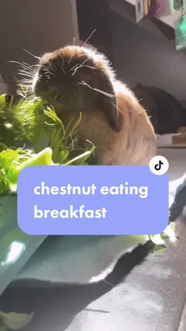breakfast is chestnut’s fav meal of the day :) send this to a friend to cheer them up! #freeroambun #rabbit #hollandlop #vegan