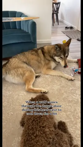 Glad he enjoyed the doggie toys. #wolf #heatwave #woofwoof