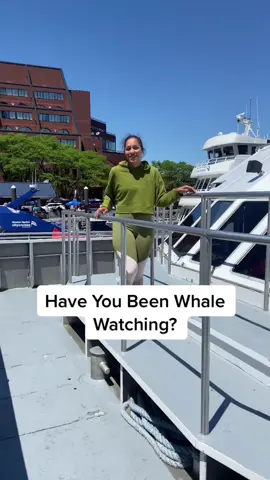 Who wants to go whale watching in Boston @visit.boston #bostonmassachusetts #whalewatching #DontQuitYourDaydream #summervibes #getyourguide #exploring