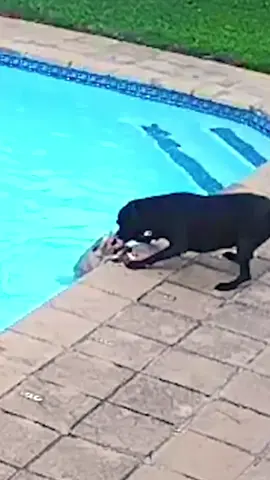 A stroll by the pool becomes a life-or-death situation for a thirteen year-old toy Pomeranian 😱 #AnAnimalSavedMyLife #dogs #dog #animalrescue #fyp