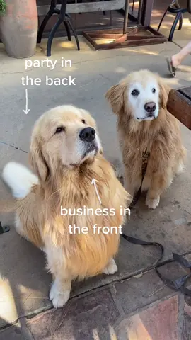 Chillin w my homie @bakerbarnes #fancylike #goldenretriever #dogsoftiktok #WeekendVibes
