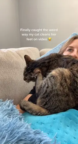 Don’t mind #topchef in the background #catsoftiktok #fyp #toebeans #cat