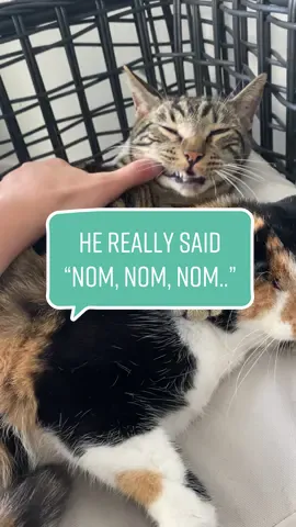 Chase is too funny #fyp #foryou #foryoupage #catsoftiktok #trending #duets
