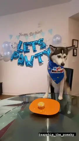 It’s my birthday 🐶 #dogbirthday #dog #pomsky #fyp