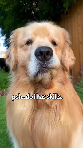 #ad Check out July’s Space Jam #barkbox & sign up today for ur own free Lebron toy! Link in bio #SpaceJam #dogsoftiktok #lol #goldenretriever