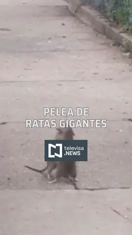 Pelea de ratas gigantes en las calles de Nueva York #TiktokInforma #ParaTi #NoticierosTelevisa