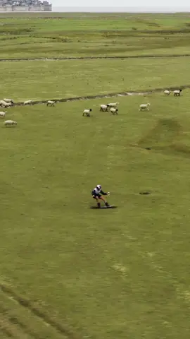 is it skategrass? is it sheep-a-thon? you tell us👇  #redbull #givesyouwiiings #funny #wakeboard