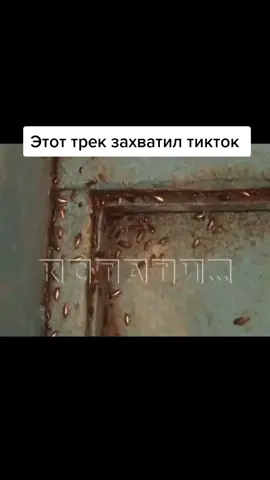 #каквытутживете #тренд #трек #захватил #тикток #можноврек