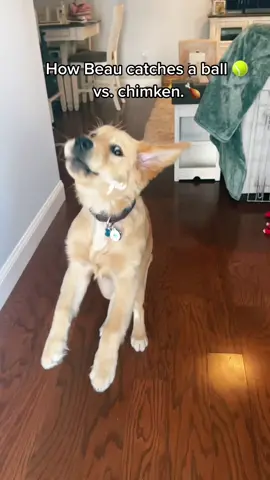Chimken just hits different. #fyp #foryoupage #goldenretriever #goldenretrieverlife #LeadWithLove #dogsofttiktok #puppy #dog #puppylove