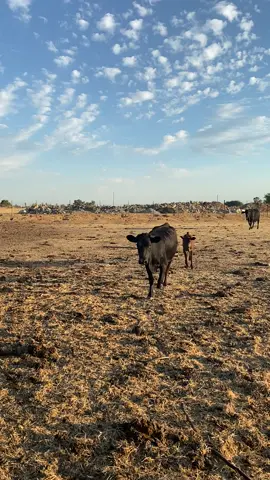 They were on beat tho 💯💯 #fyp #foryou #foryoupage #wild #wildlife #animals #cows #cowsoftiktok #rancho #ranchlife #XfinityFanthem #LeadWithLove