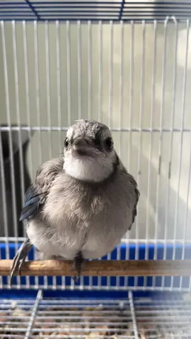 The audio cracked me up 😂 My little rescue blue jay #ClearGenius #LeadWithLove #fypシ #foryoupage