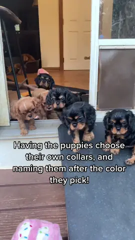 The cav puppies got to make some big decisions today! 🥺💕 #fyp #foryou #foryoupage #ClearGenius #XfinityFanthem #LeadWithLove #cavaliers