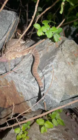 A couple Rubers hanging out.  #fyp #foryourpage #wildlife #rattlesnake #ruber #crotalus #crote #snake #herp #nature #dangerous #reptile #nighthike