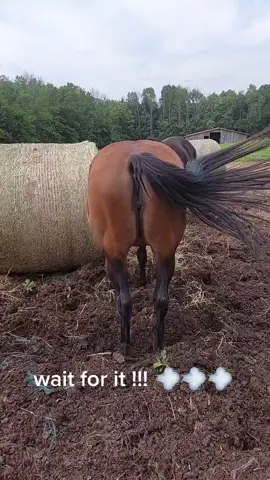 my mare... what can I say .. #horsesoftiktok #fart #fartsarefunny  #fypシ゚viral