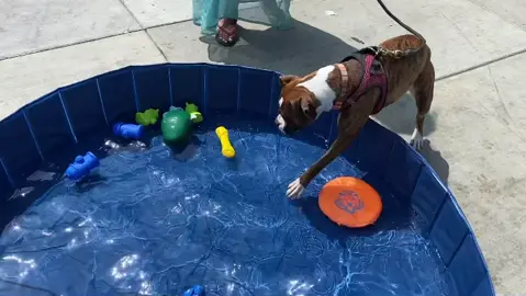 This good boy loved the water and toys…mom couldn’t get him out.  Our doggy pool in skid row.