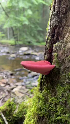 Fistulina hepatica #ShroomTok #Fungi #Mycelium #Mushrooms #Wild #Foraging