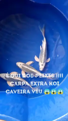 Carpa Extra Koi Caveira Véu 😱😱😱...Sigam a gente, entregamos em todo Brasil ☺️🐋🦈🐬
