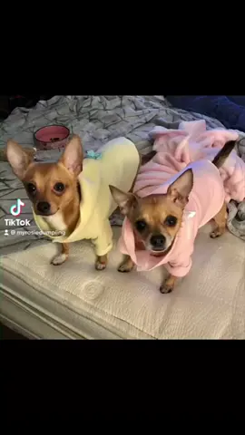 In our bathrobes #dogsofttiktok #puppy #foryourpage #foryou #chihuahua #bathrobe #afterbath