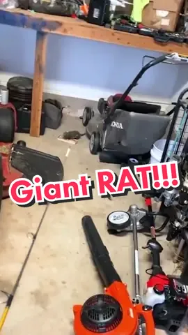 Caught a Gigantic RAT!!! @bangenergy @bangenergy.ceo #bangenergy #ad