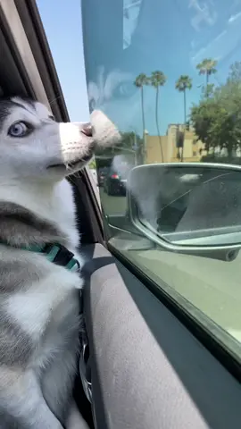 🐶 #fyp
