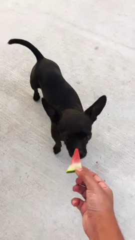 He gets his own slice of watermelon 🥵 #dogsofttiktok #chihuahua #watermelon #fy