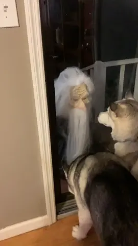 Bandit & Rebel #huskiesoftiktok #huskies #dogs #QuickBooksVictoryPose #fypシ゚viral