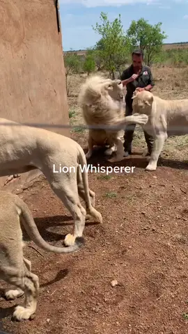 Best month of my life #KevinRichardson #KRWS #lionwhisperer #Lion #southafrica #fypシ #scary #cat #animalsoftiktok #animalsanctuary #viral