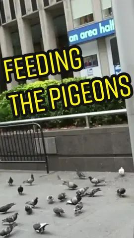Feeding the pigeons.