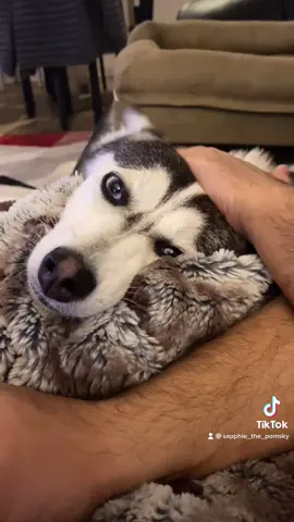 But just look at my face 🐶❤️ #thisislove #bestfriend #dogsofttiktok #girlfriend #fyp