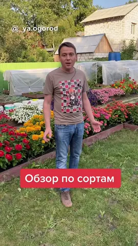#цветынадаче #дачныецветы #цветовод #цветоводство #цинния #дачаогород #дачники #дачник #дачникам #дачнику #сад #саддачаогород #садогород #садовод