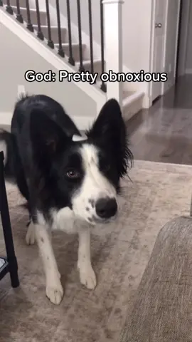 A smart little psycho girl 🥰 #QuickBooksVictoryPose #bordercollie #bordercollietiktok #hyperdog #smartdog